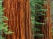 Tapety na plochu - Giant Sequoia Trees
