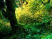 Tapety na plochu - Hoh Rainforest