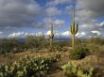 Tapety na plochu - Saguaro Park